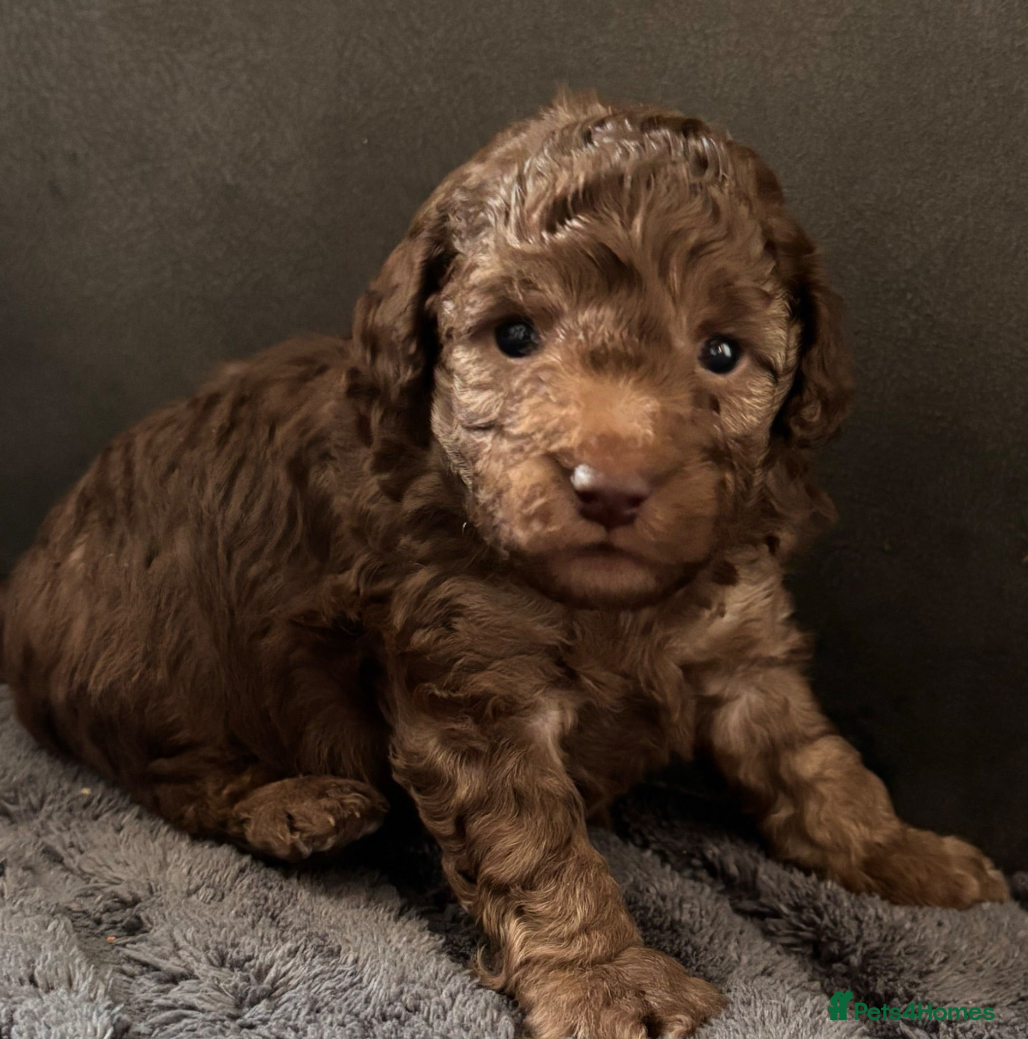 Cockapoo dogs Beautiful F1B cockapoo puppies - Advert 16
