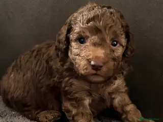 Cockapoo dogs Beautiful F1B cockapoo puppies - Advert 17