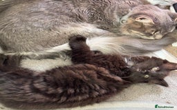 Mixed Breed cats for sale: Five beautiful Siberian/Maine Coon kittens - Image 8