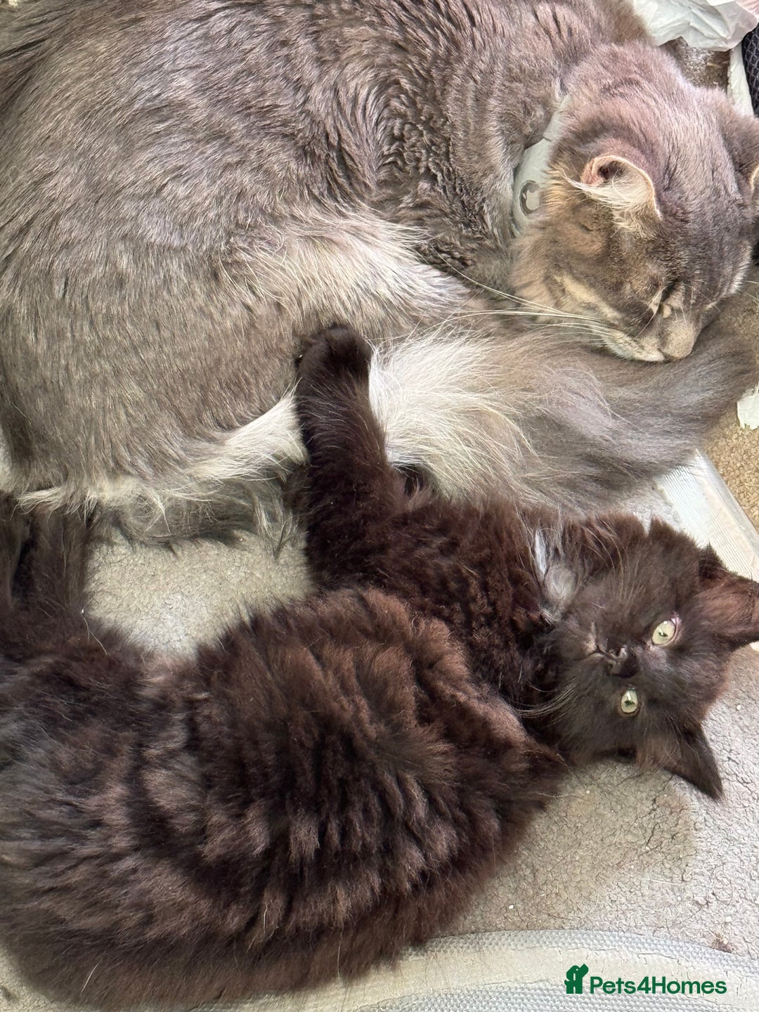 Mixed Breed cats for sale: Five beautiful Siberian/Maine Coon kittens - Image 8