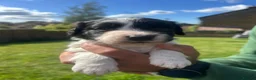 Mixed Breed dogs for sale: Sprollies  - Advert 24