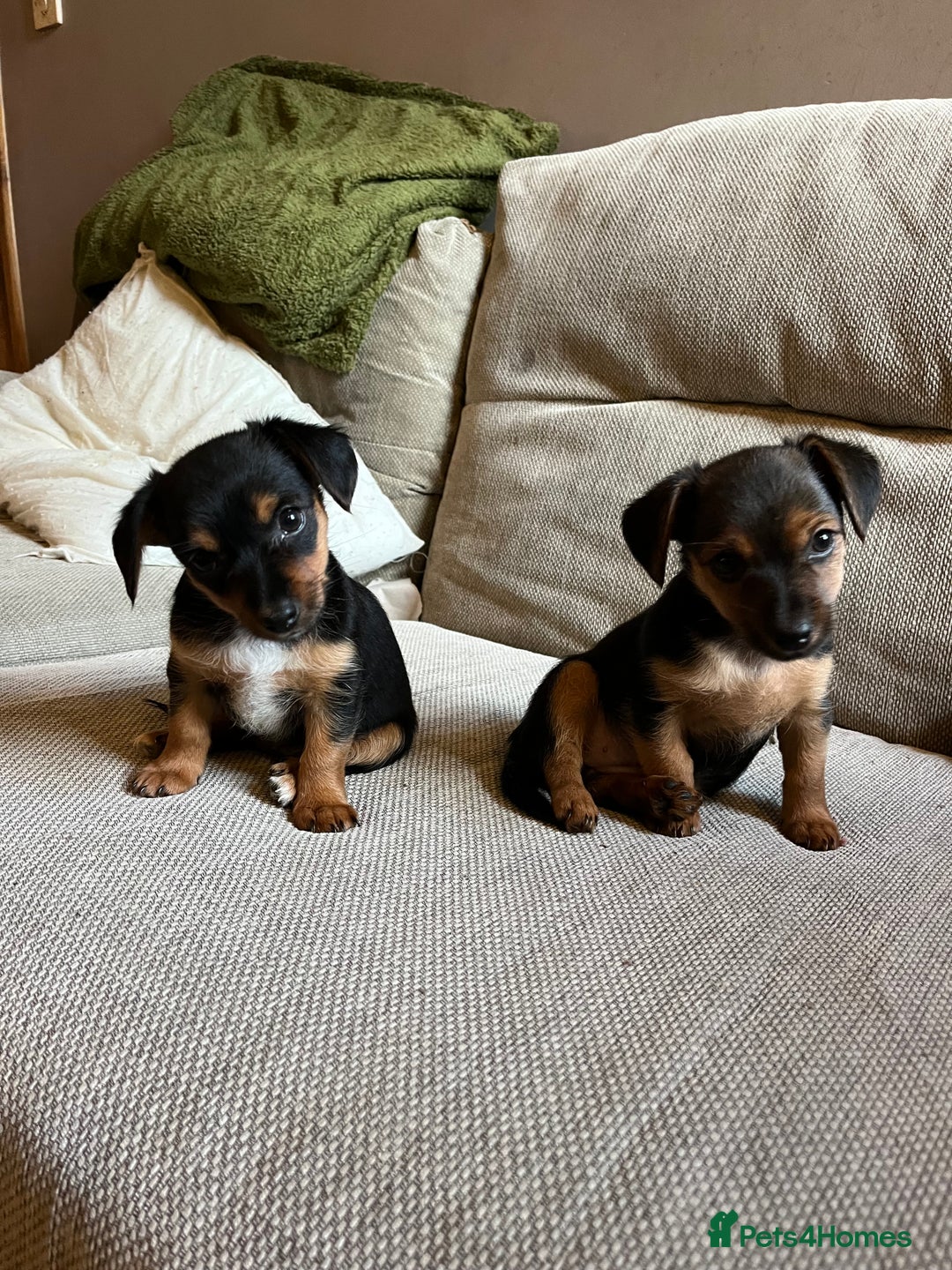 Jack Russell dogs for sale: Jack Russell puppies for sale - Advert 16