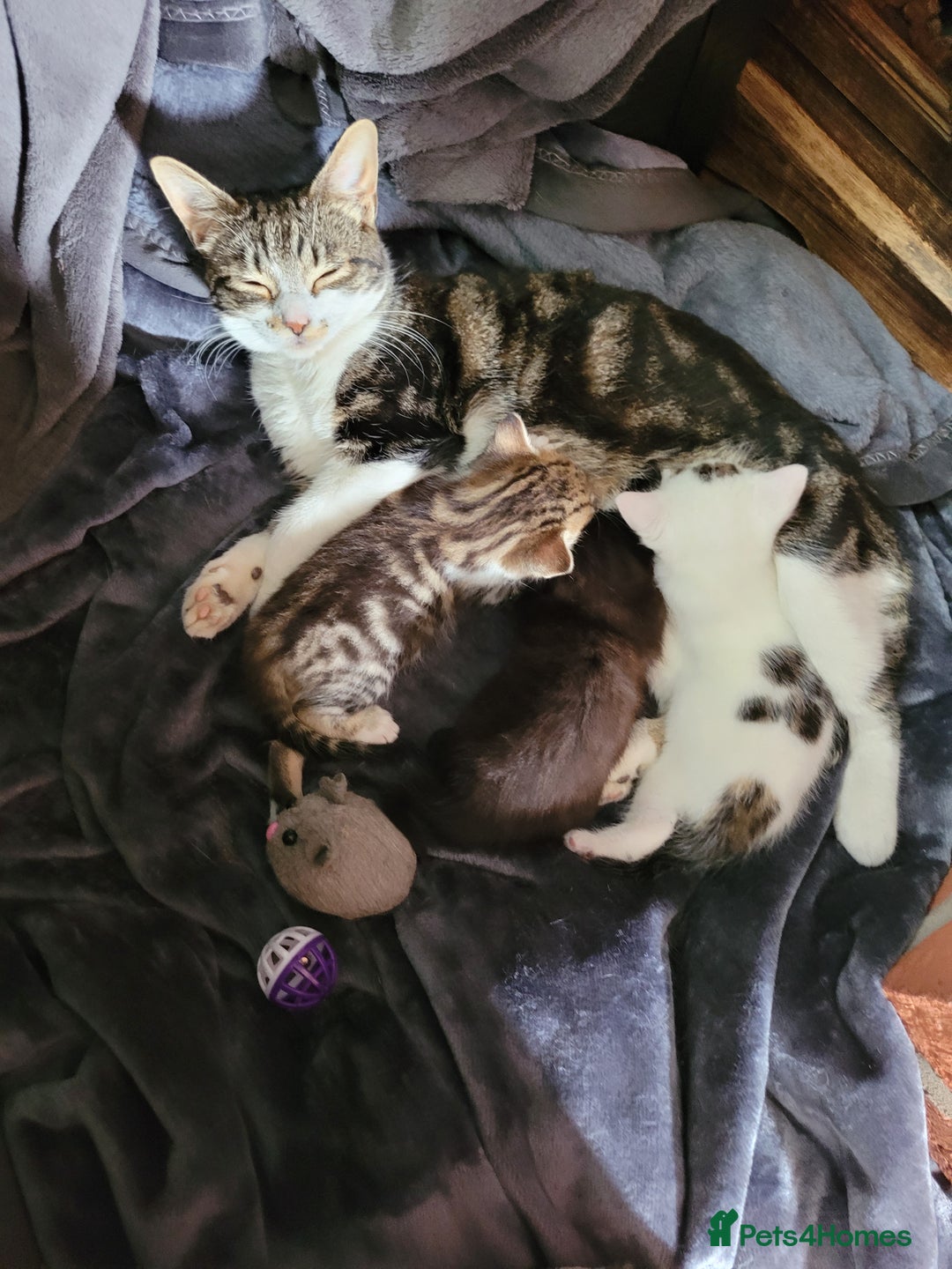Mixed Breed cats for sale: Adorable male kittens  - Image 6