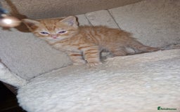 Scottish Fold cats for sale: Scottish fold kittens with straight ears - Advert 16