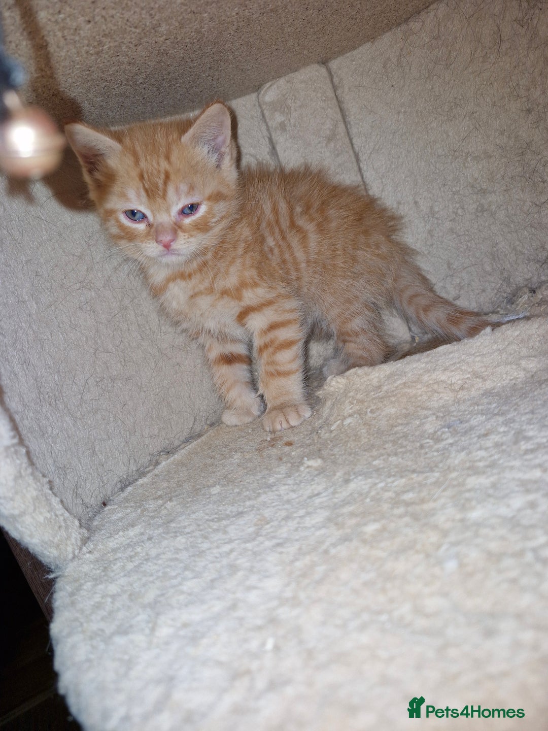 Scottish Fold cats for sale: Scottish fold kittens with straight ears - Advert 16