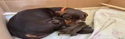 Miniature Dachshund dogs for sale: KC registered Miniature Dachshund  in Gloucester - Advert 4