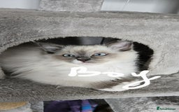 Ragdoll cats for sale: Gorgeous Ragdoll kittens  - Image 6