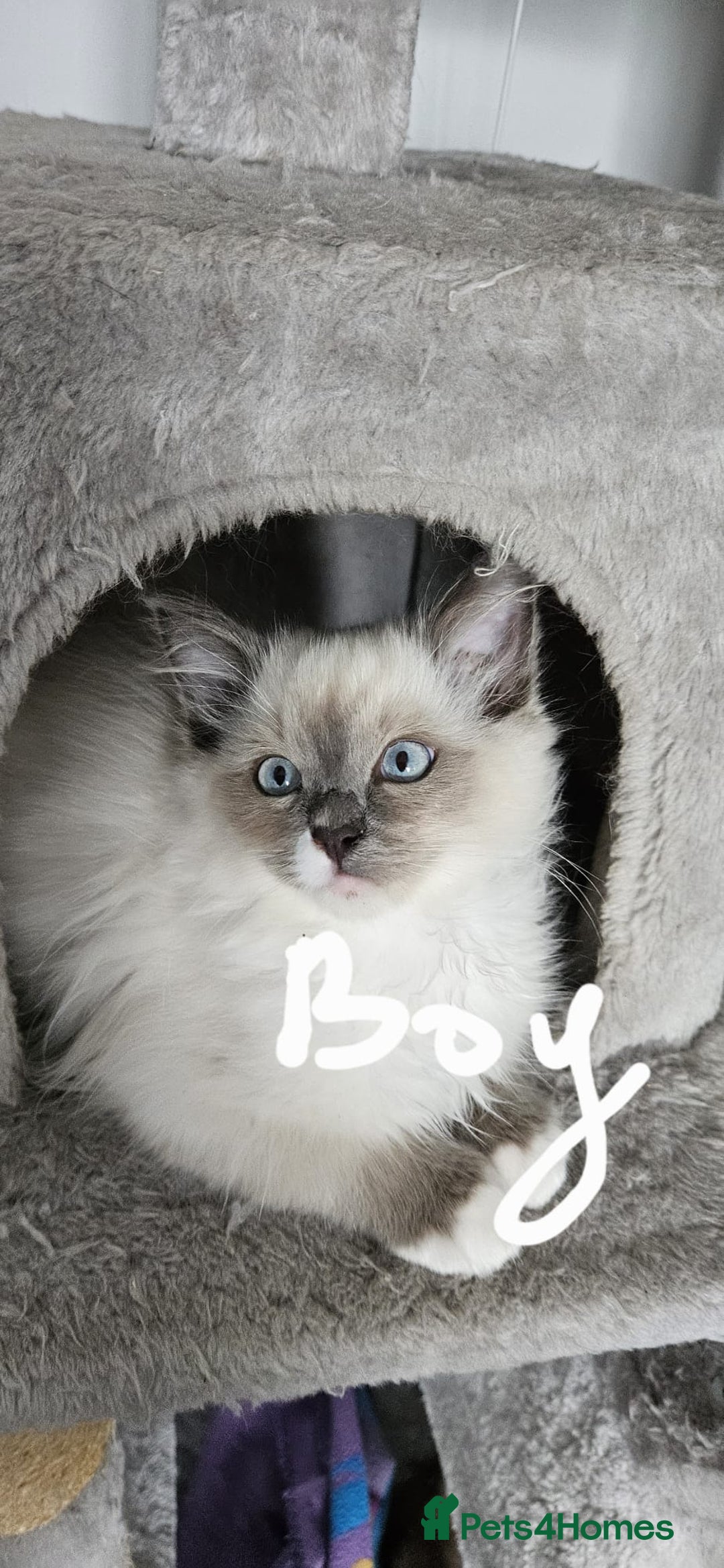 Ragdoll cats for sale: Gorgeous Ragdoll kittens  - Image 6