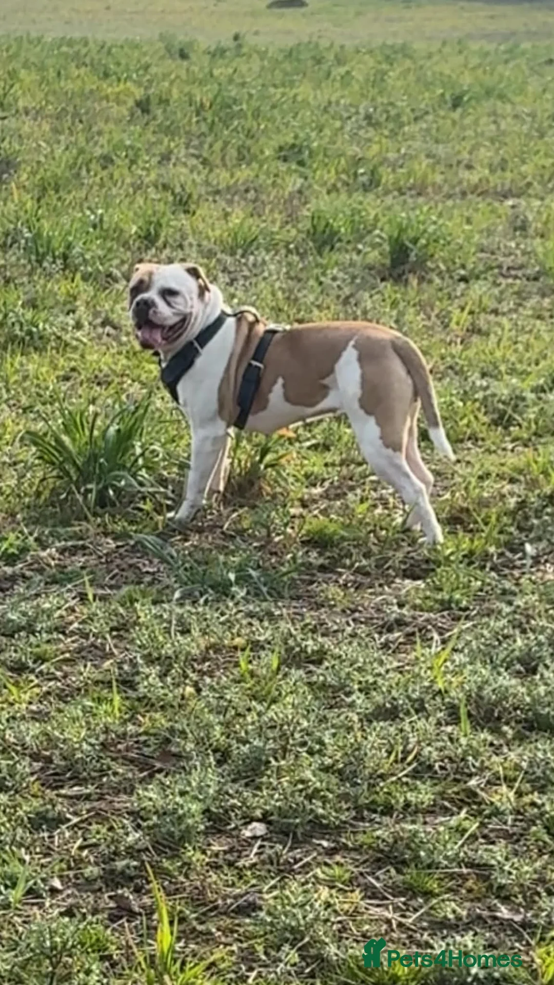 Alapaha Blue Blood Bulldog dogs for stud: Alapaha blue blood bulldog in Rotherham - Advert 2