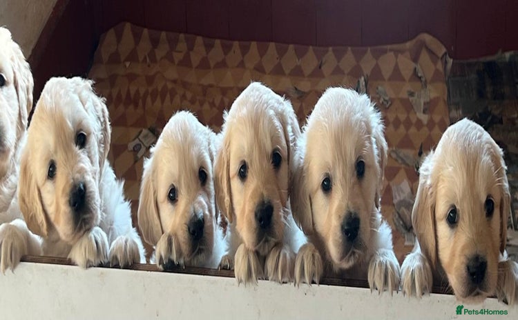 Golden Retriever dogs - Advert 2