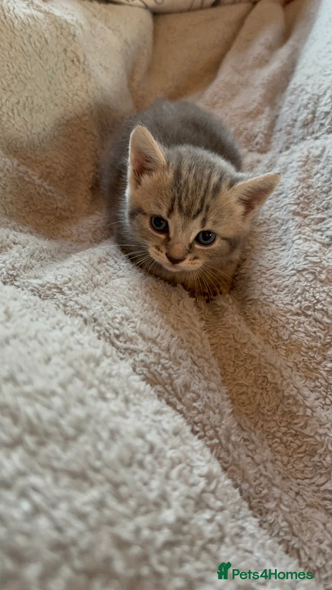 Maine Coon cats for sale: 4 gorgeous girl cats  - Image 17