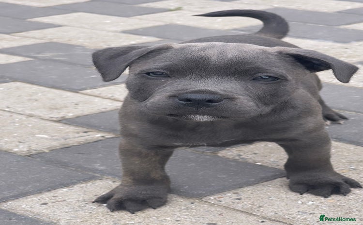 Staffordshire Bull Terrier dogs - Advert 3