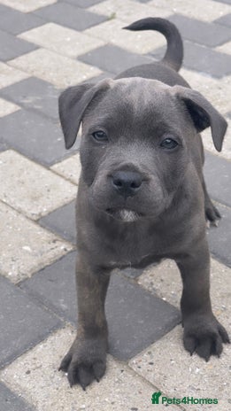 Staffordshire Bull Terrier dogs - Advert 3