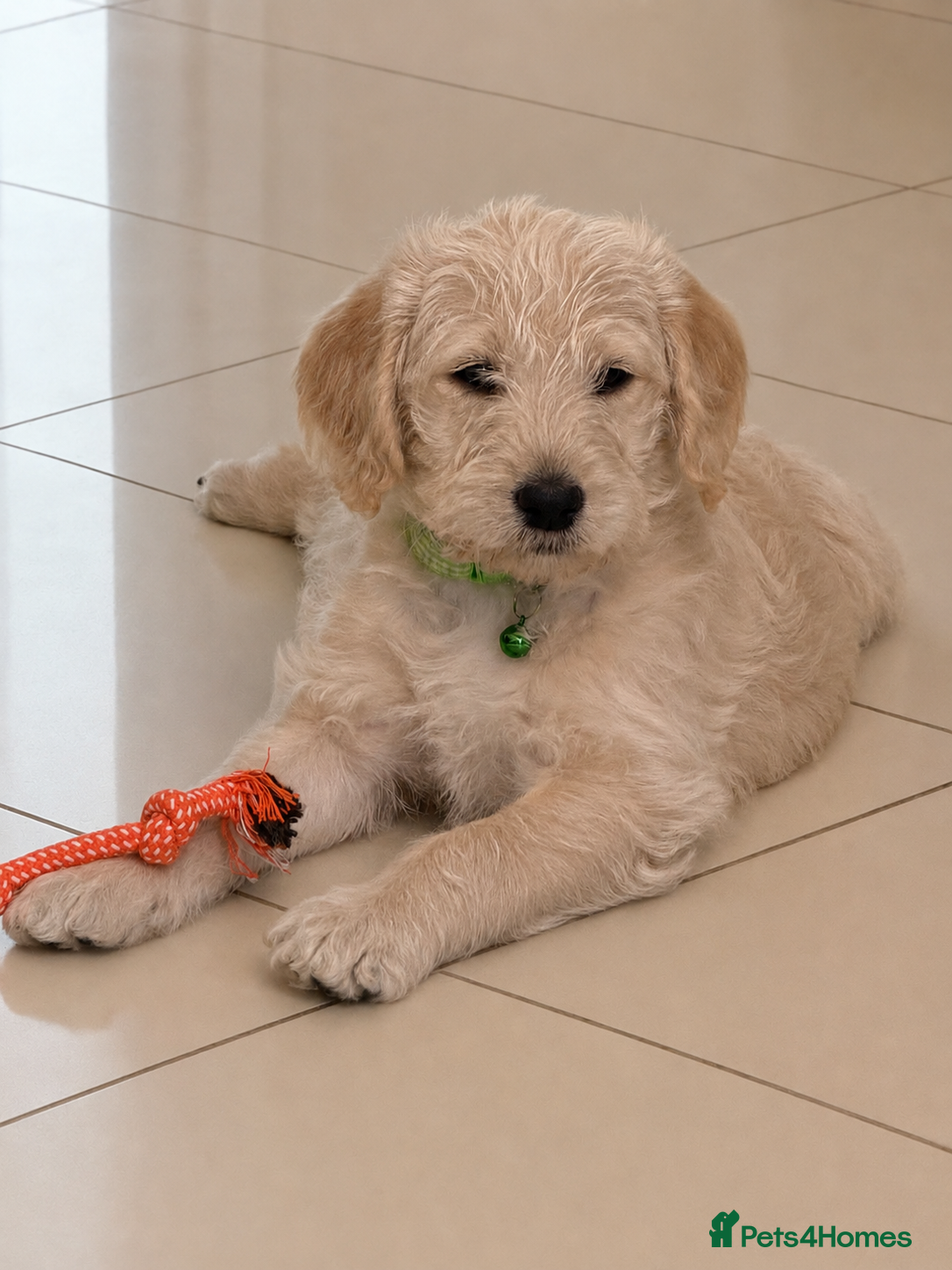 Labradoodle dogs Stunning F1 Standard Labradoodles puppies - Advert 2