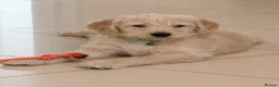 Labradoodle dogs for sale: Stunning F1 Standard Labradoodles puppies - Advert 5