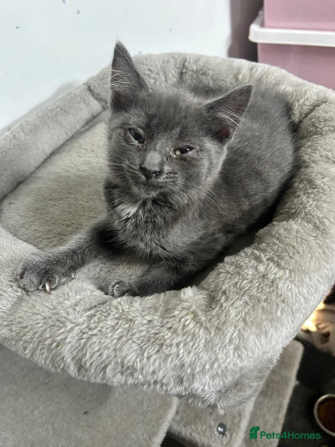 Mixed Breed cats for sale:  4 beautiful loving Russian blue cross Kittens  in Derby - Advert 2