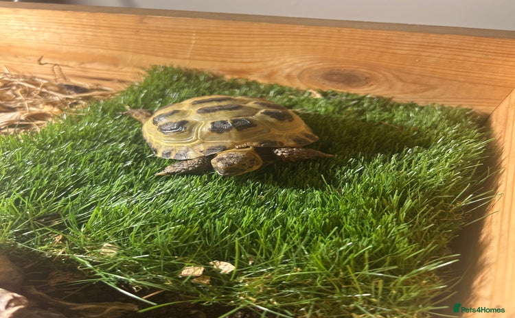 Tortoise reptiles - Advert 1