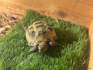 Tortoise reptiles - Advert 24