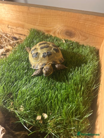 Tortoise reptiles - Advert 6