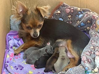 Chihuahua dogs Blue tan female LC x 1, Black tri female LC x1 - Advert 6