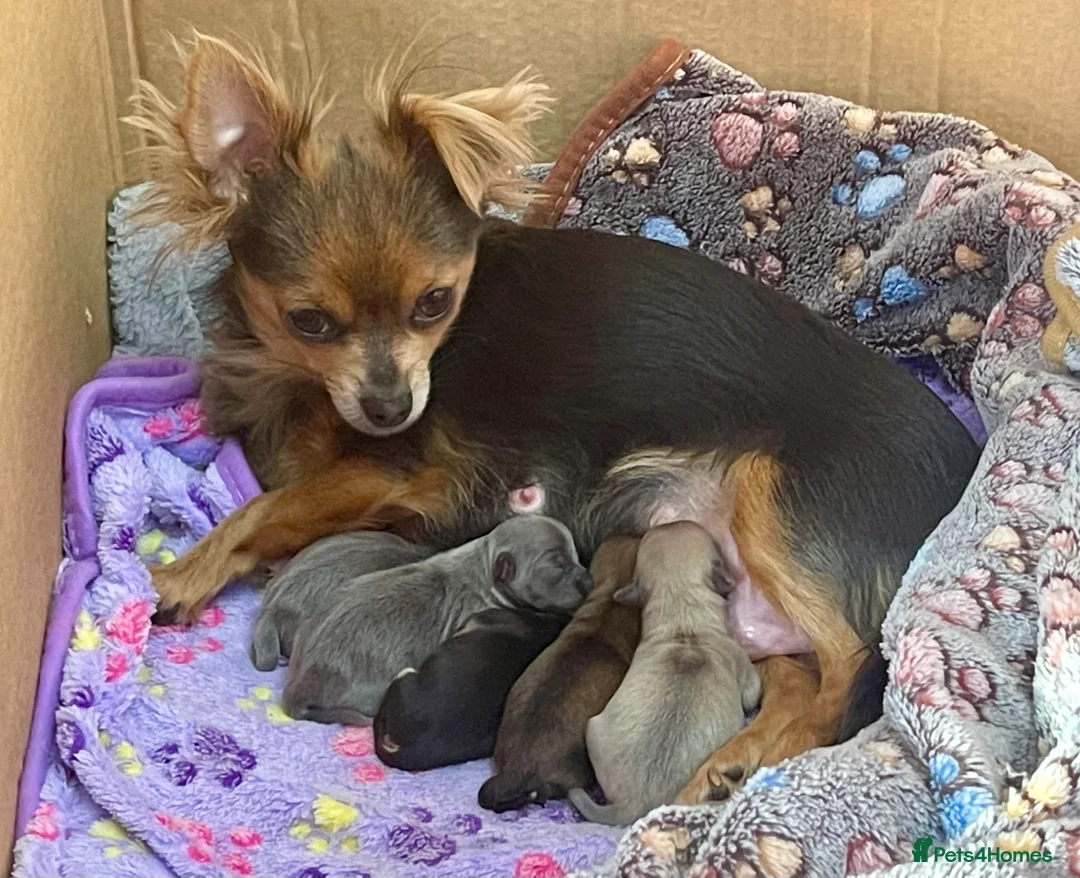 Chihuahua dogs for sale: Female, Stunning Black tri colour LC  - Advert 6