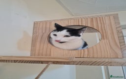 Domestic Shorthair cats for sale: female black and white - Image 2