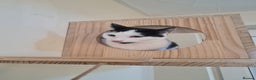 Domestic Shorthair cats for sale: female black and white - Advert 2