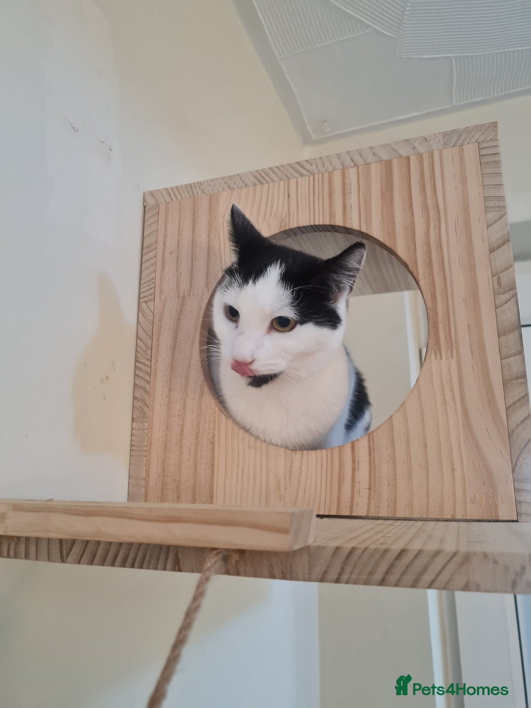 Domestic Shorthair cats for sale: female black and white - Image 2