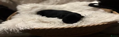 Puppy 5