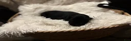 Cockerdor dogs for sale: Cockedor Puppies - Advert 13