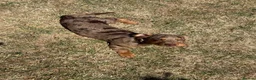 Miniature Dachshund dogs for sale: miniature Daschund Isabella dapple - Advert 3