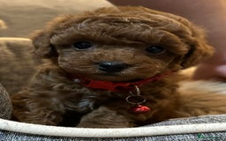 Maltipoo dogs for sale: 🐶 3 Gorgeous Toy Maltipoo F1b Puppies for sale🐶  - Image 2