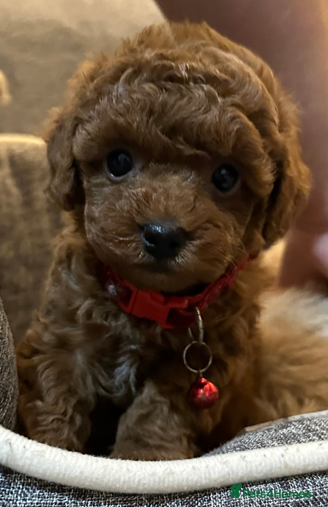 Maltipoo dogs for sale: 🐶 3 Gorgeous Toy Maltipoo F1b Puppies for sale🐶  - Image 2