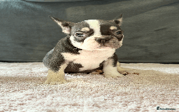 French Bulldog dogs for sale: French Bulldog Puppies for Sale Top Quality,  - Image 8