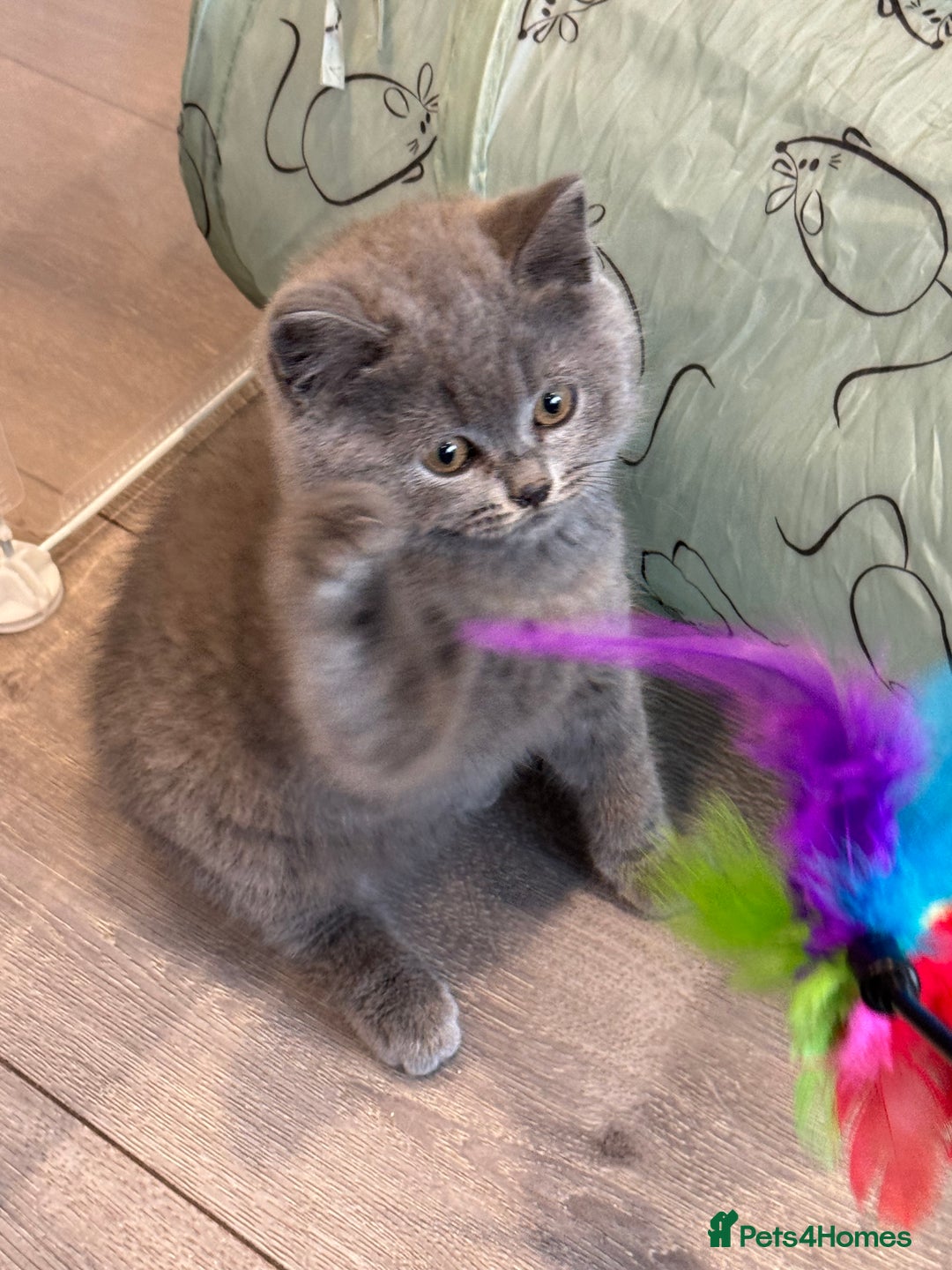 British Shorthair cats for sale: British Shorthair/Scottish Straight Blue Kittens  - Image 4