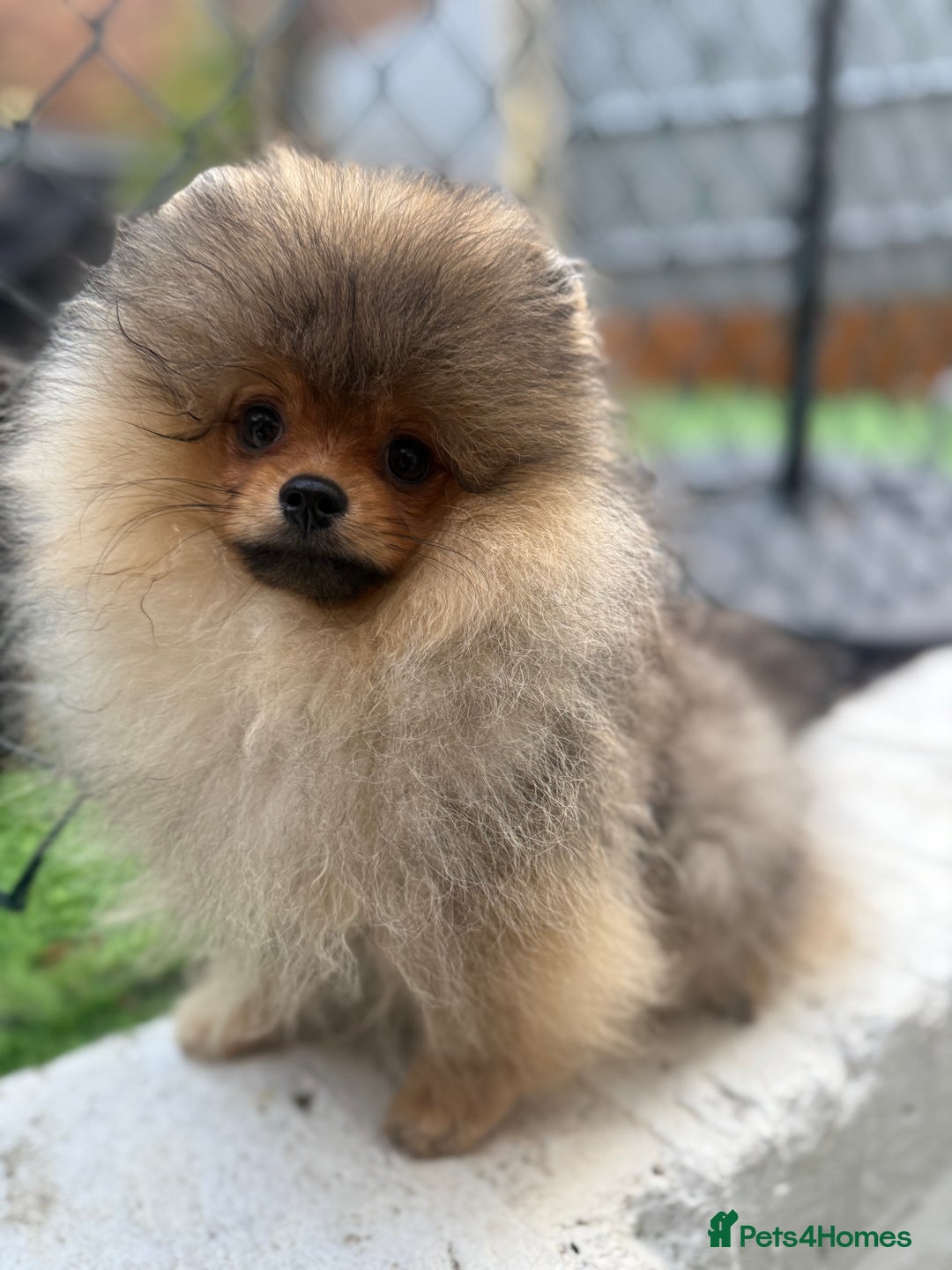Pomeranian dogs for sale: orange Pomeranian puppy - Advert 8