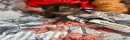 Mixed Breed cats for sale: 5 kittens and the mother to give to a family  - Advert 8