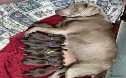 Labrador Retriever dogs for sale: KC SILVER/CHOCOLATE PEDIGREE LABRADOR PUPIES - Image 3