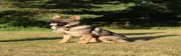 German Shepherd dogs for sale: Beautiful Trained Sable German Shepherd - Advert 10