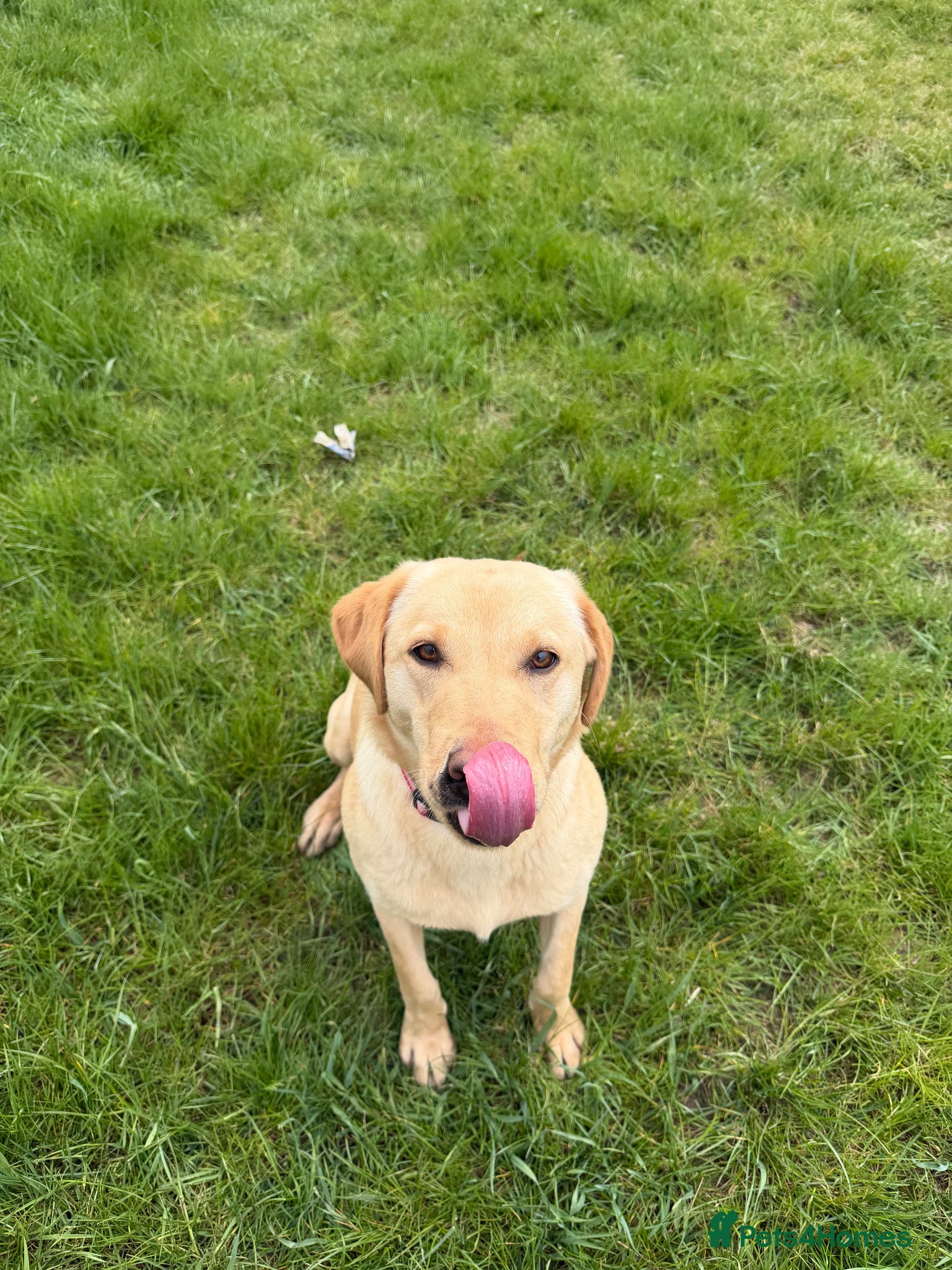 Labrador Retriever dogs for sale: Labrador girl looking for new home  - Advert 3