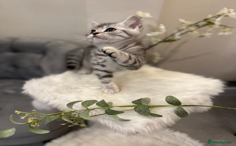 British Shorthair cats - Advert 14