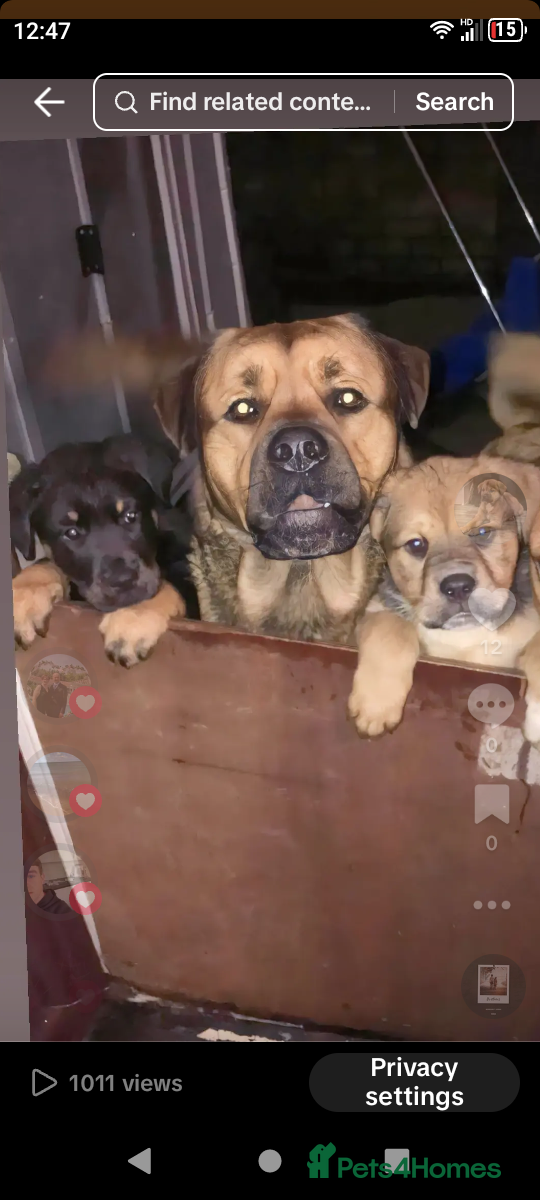 Mixed Breed dogs Rottweiler x Akita  bullmastiff pups - Advert 3