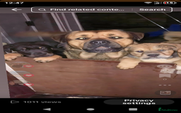 Mixed Breed dogs for sale: Rottweiler x Akita  mastiff pups - Advert 1