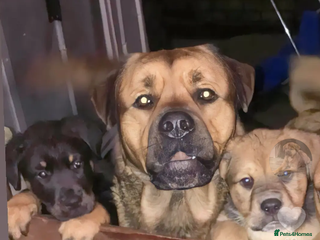 Mixed Breed dogs Rottweiler x Akita x mastiff pups - Advert 10