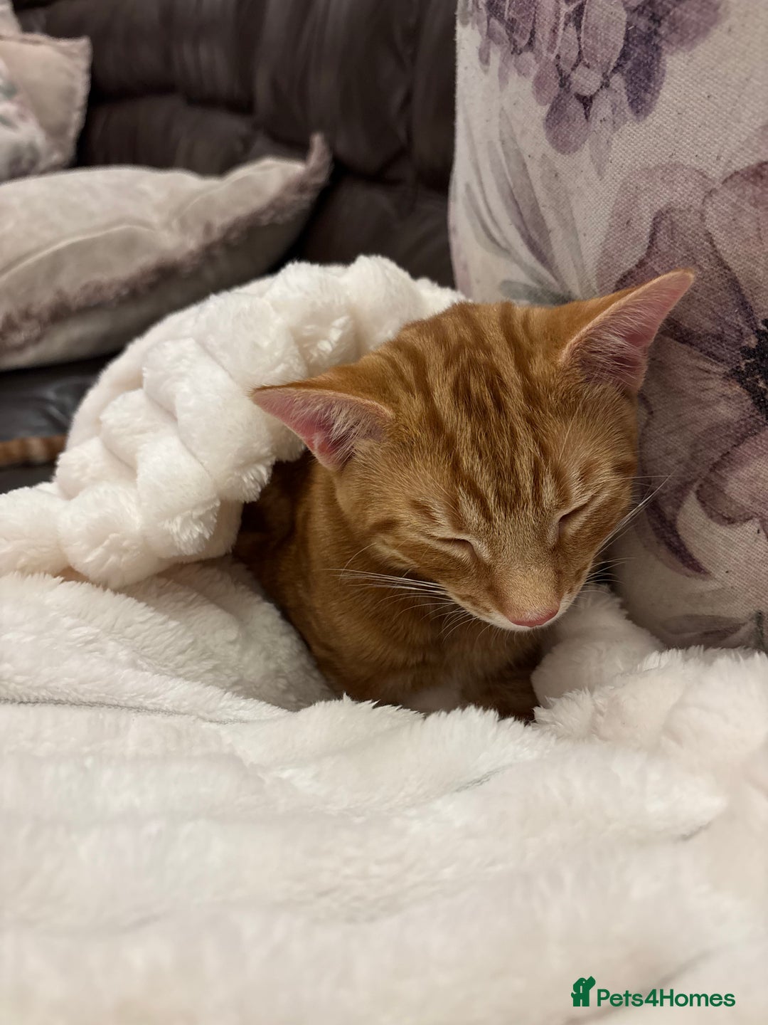 Mixed Breed cats for sale: Mixed breed ginger cat - Image 4