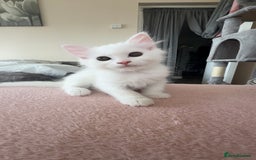 Persian cats for sale: Fluffy indoor kittens-Persian&Main Coon cross  - Image 16