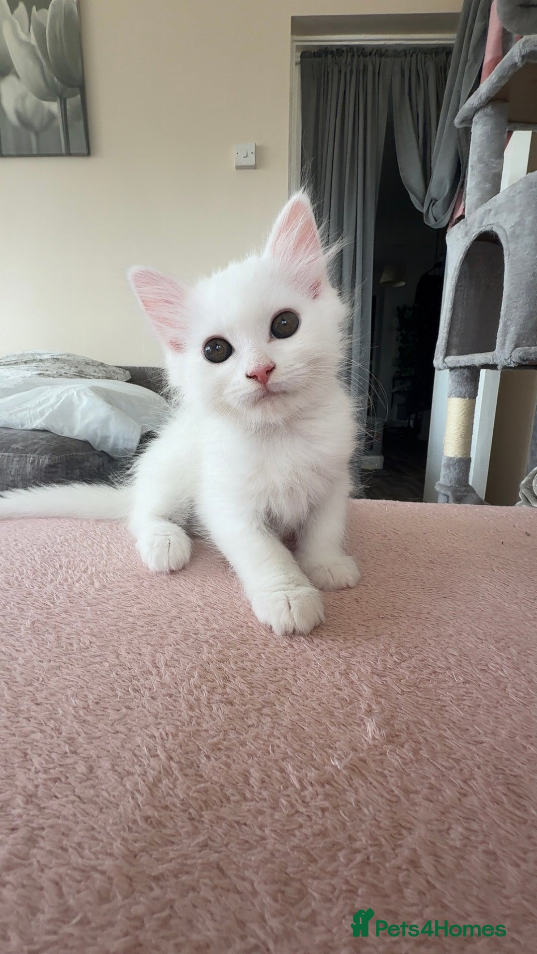 Persian cats for sale: Fluffy indoor kittens-Persian&Main Coon cross  - Image 16