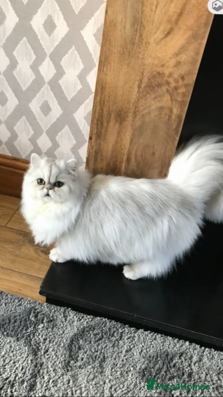 Persian cats for sale: 2 beautiful Persian cats  - Advert 1