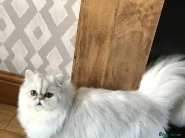 Persian cats for sale: 2 beautiful Persian cats - Advert 1