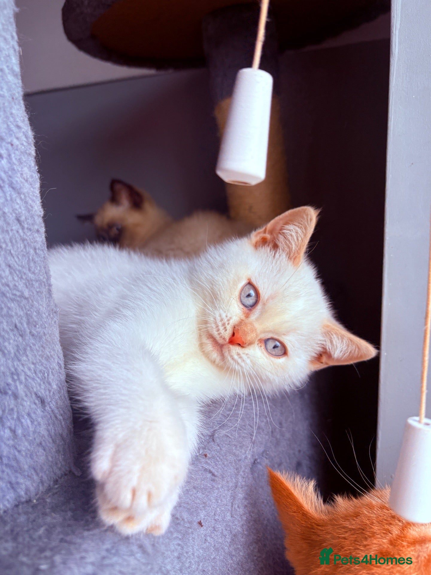 British Shorthair cats 🌟GCCF BSH Kittens Beautiful Variety of Colours 🌟 - Advert 1
